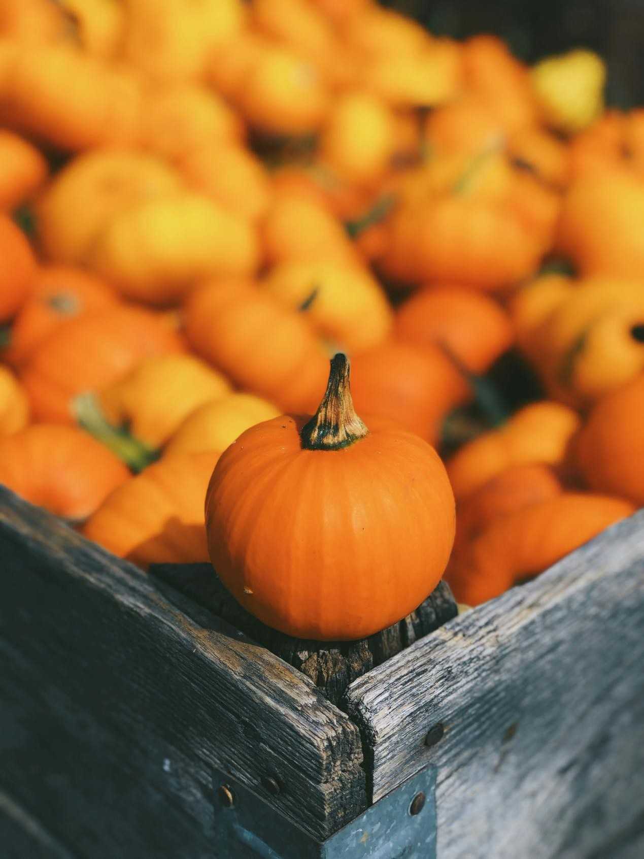 Szakmai szolgáltatás 1